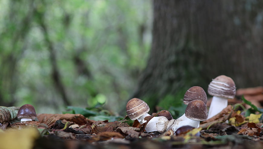 Wild mushrooms growing in autumn forest leaves
