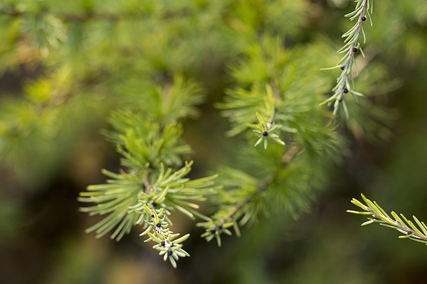 Close-up of green pine needles with blurred forest background