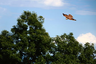 Osprey bird of prey flying over green trees