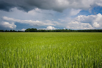 Vibrant green wheat field under dramatic cloudy sky