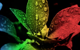 Colorful Leaves with Water Droplets on Black Background