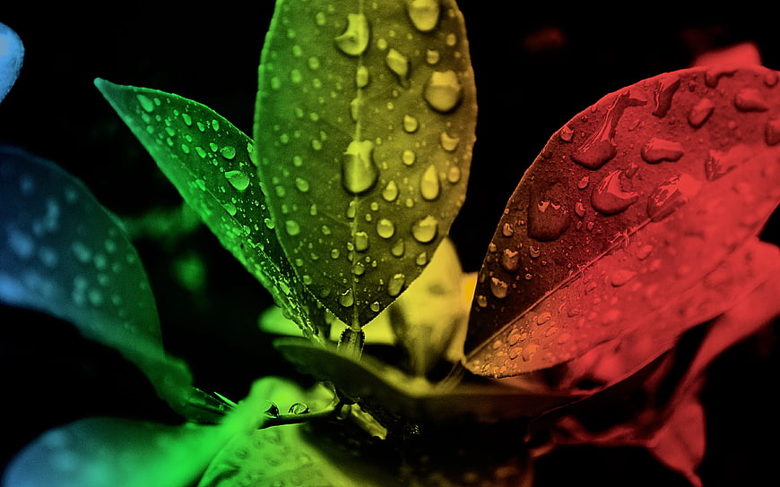 Colorful Leaves with Water Droplets on Black Background