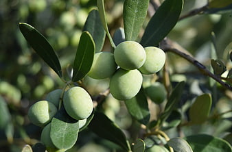 Close-up of green olives on a Mediterranean olive tree branch