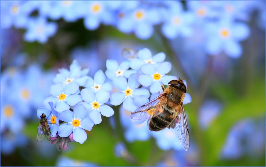 Hoverfly and fly pollinating blue forget-me-not flowers