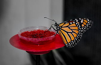 Monarch Butterfly Feeding on Red Nectar