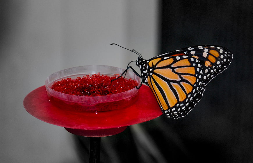 Monarch Butterfly Feeding on Red Nectar