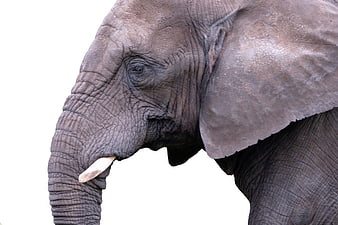 Close-up African Elephant Head on White Background