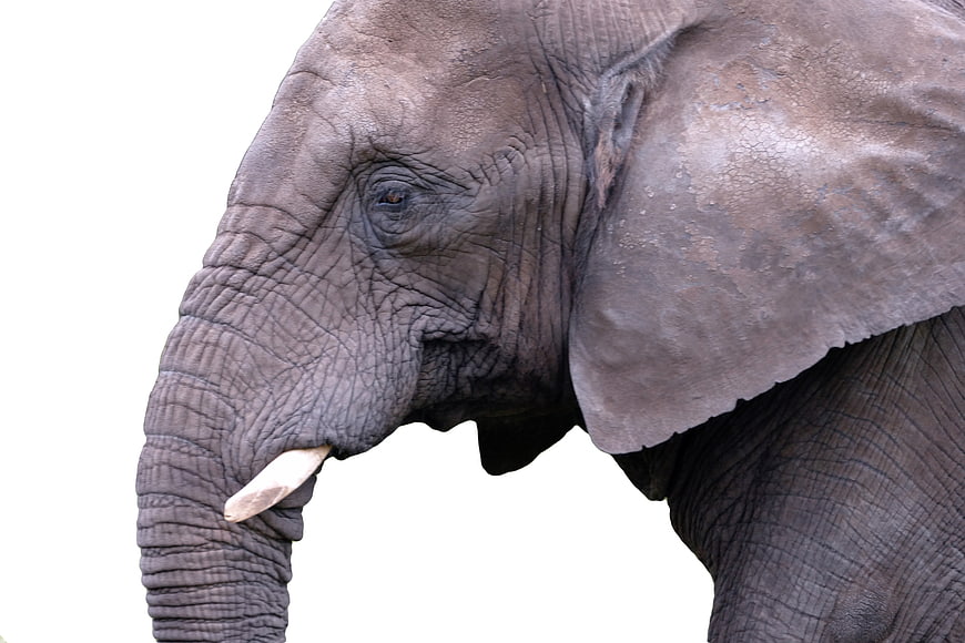 Close-up African Elephant Head on White Background