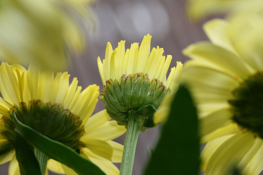 Close-up of yellow daisy flowers from behind