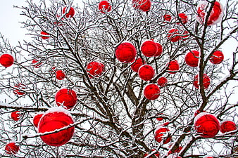Red Christmas Ornaments Hanging on Snowy Winter Tree Branches