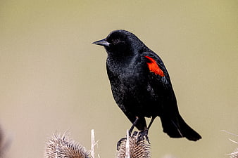 Red-winged Blackbird Perched on Dried Thistle