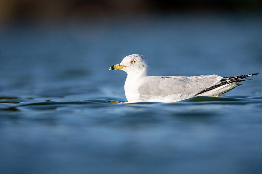 Seagull Swimming in Blue Water Close Up