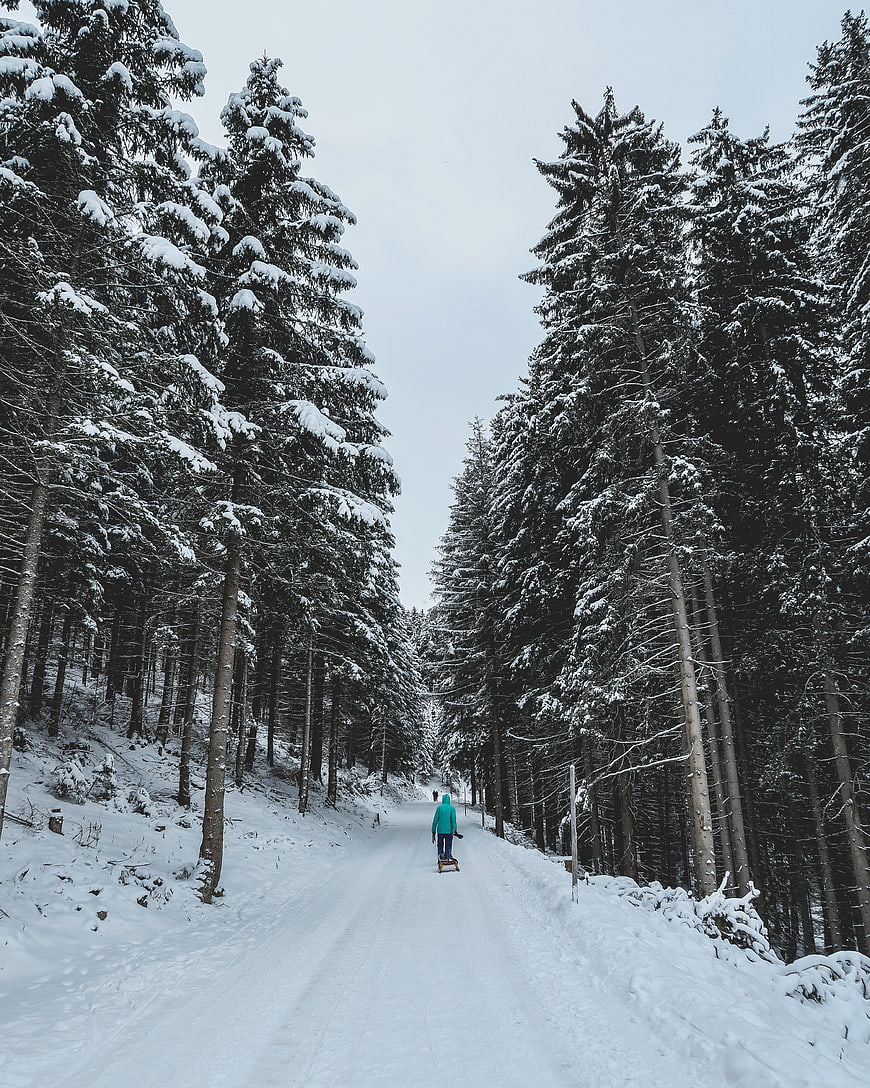 Person Sledding Down Snowy Forest Road in Winter