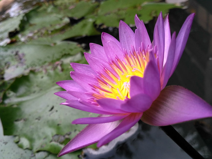 Vibrant Purple Water Lily Bloom on Green Lily Pads