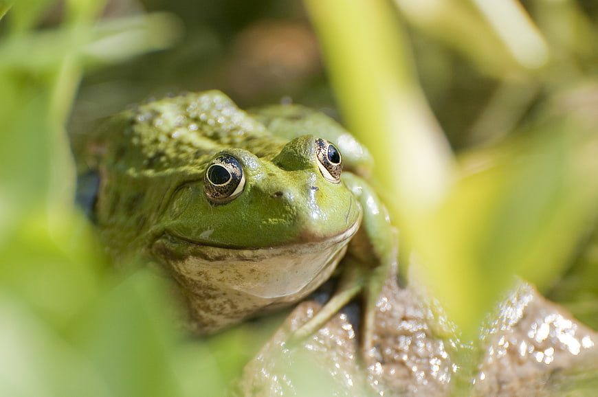 Close-up of a green frog hiding in aquatic plants
