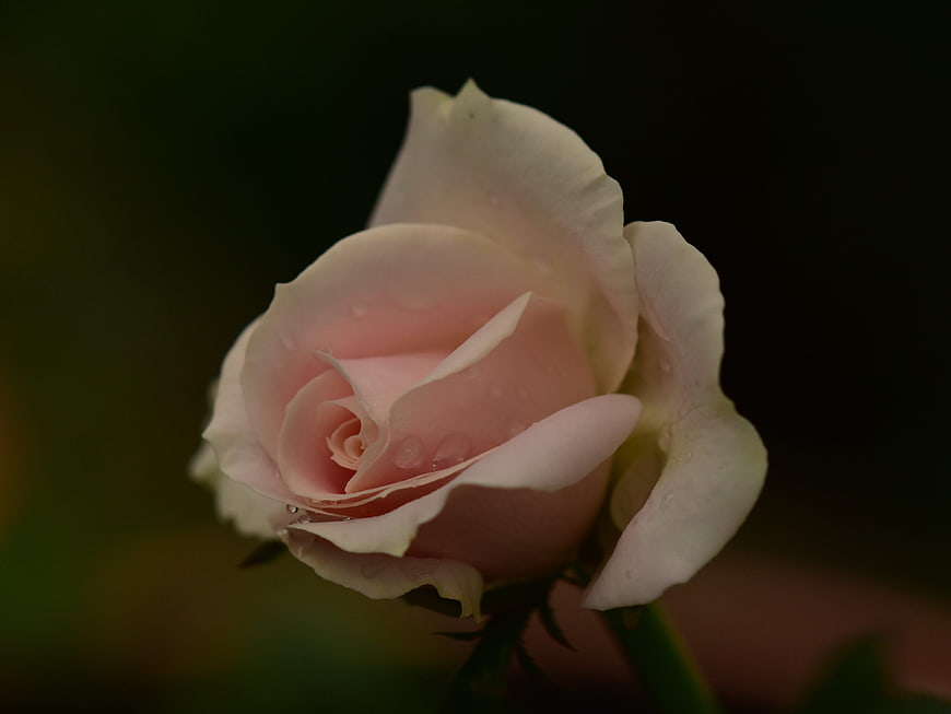 Close-up of a delicate pink rose with water droplets