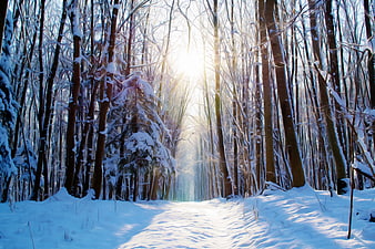 Sunlit Snowy Forest Path in Winter