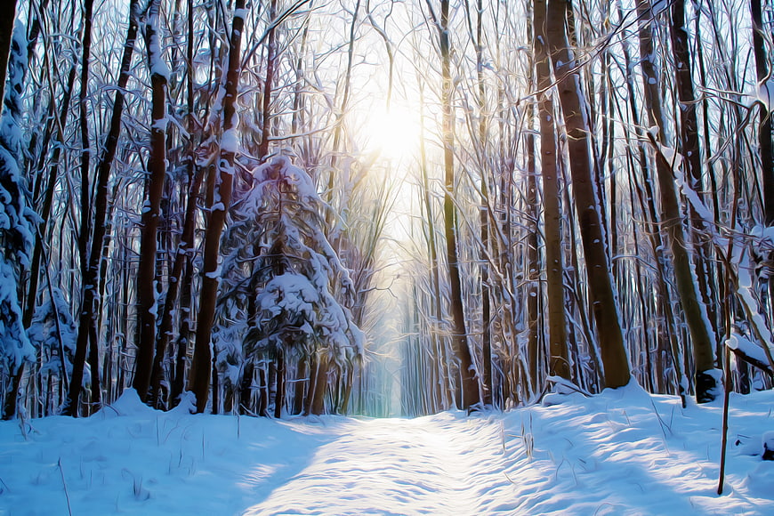 Sunlit Snowy Forest Path in Winter