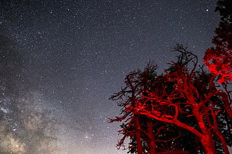 Red illuminated trees against starry night sky with Milky Way