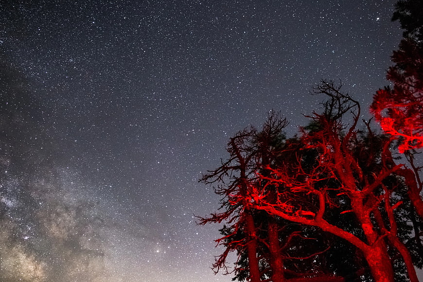 Red illuminated trees against starry night sky with Milky Way