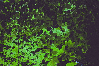 Dark moody green leaves in a dense forest canopy