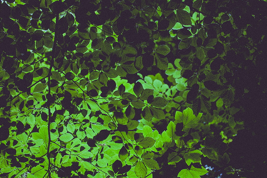 Dark moody green leaves in a dense forest canopy