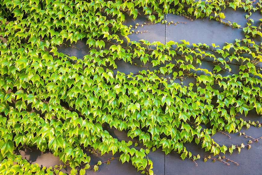 Green Ivy Leaves Climbing on Dark Concrete Wall