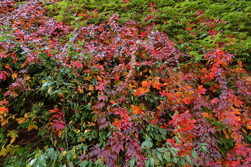 Vibrant autumn foliage with red, orange, and green leaves