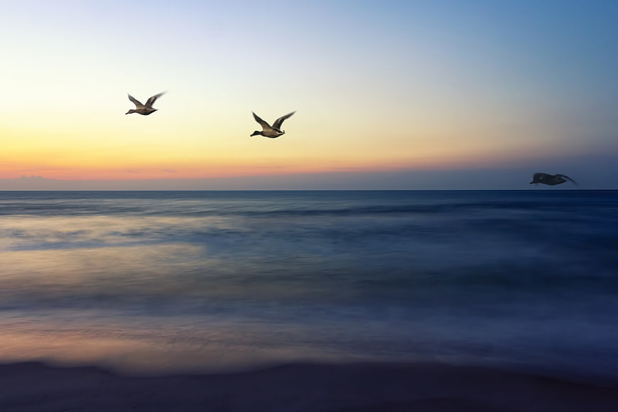 Seagulls Flying Over Ocean at Sunrise with Long Exposure