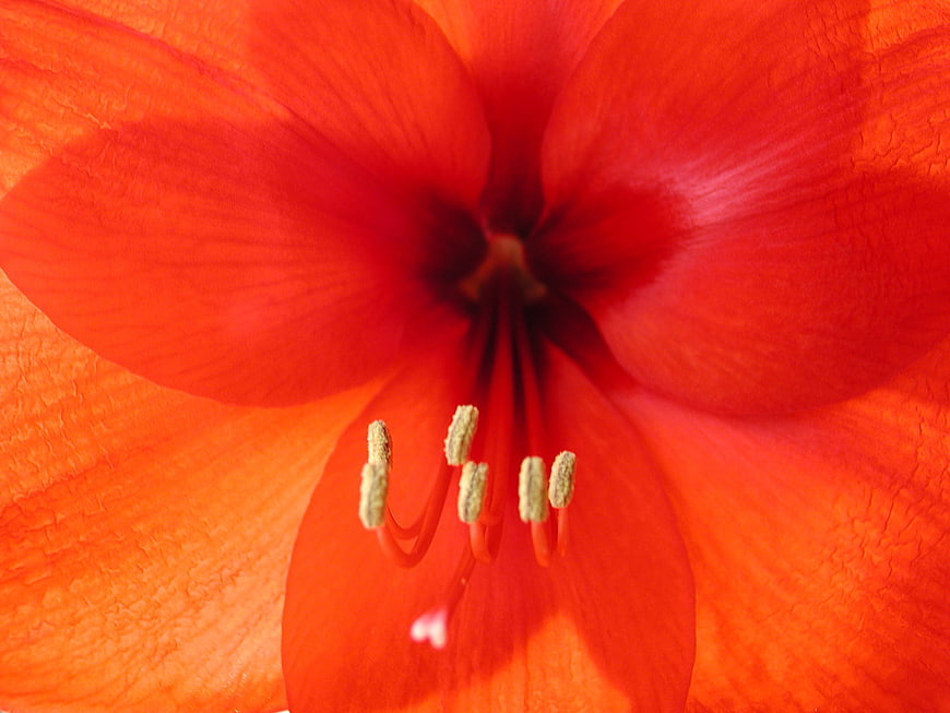 Close-up of vibrant red amaryllis flower with detailed stamens