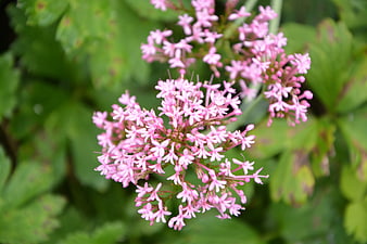 Close-up of pink valerian flowers with green leaves