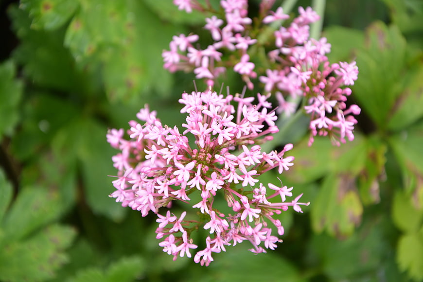 Close-up of pink valerian flowers with green leaves