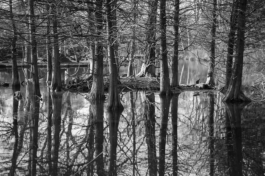 Black and white cypress trees reflected in swamp water
