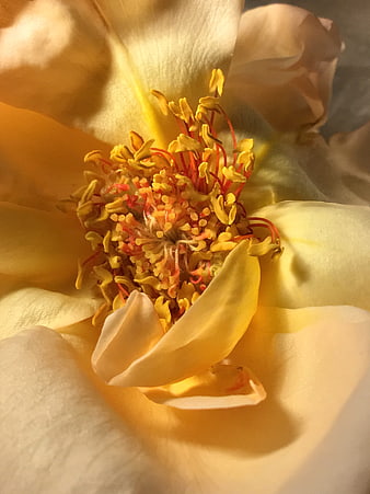 Macro Close-Up of Yellow Rose Center with Stamens