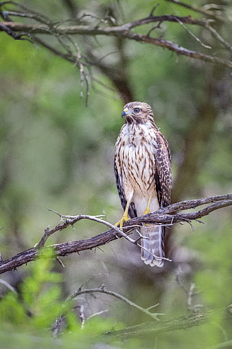 Red-shouldered Hawk Perched on Branch in Forest