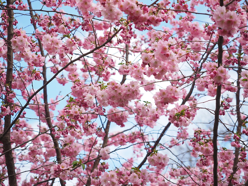 Cherry Blossoms Blooming on Branches Against Blue Sky