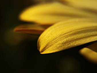 Macro Photography of Yellow Flower Petal Texture