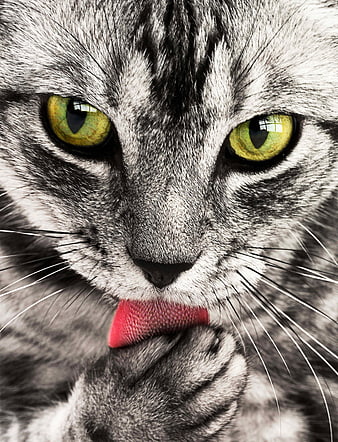 Close-up portrait of a gray tabby cat licking its paw