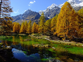 Autumn Larch Trees Reflecting in Alpine Lake with Snowy Mountains