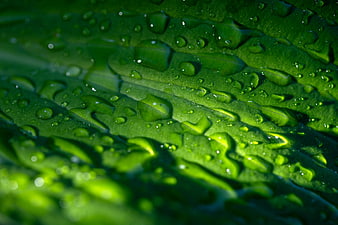 Macro photography of water droplets on a green leaf