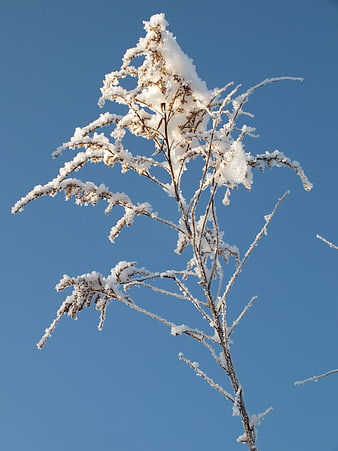 Snow-covered plant branches against a clear blue winter sky