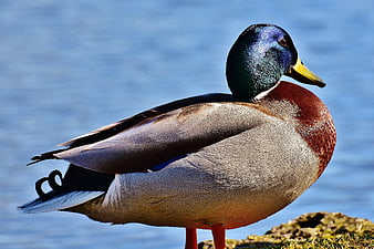 Male Mallard Duck Standing by Water