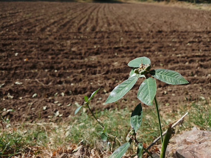 Small green plant sprouting in plowed agricultural field