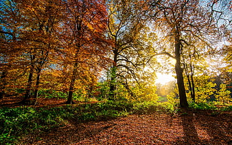 Sunlight streaming through vibrant autumn trees in a forest landscape