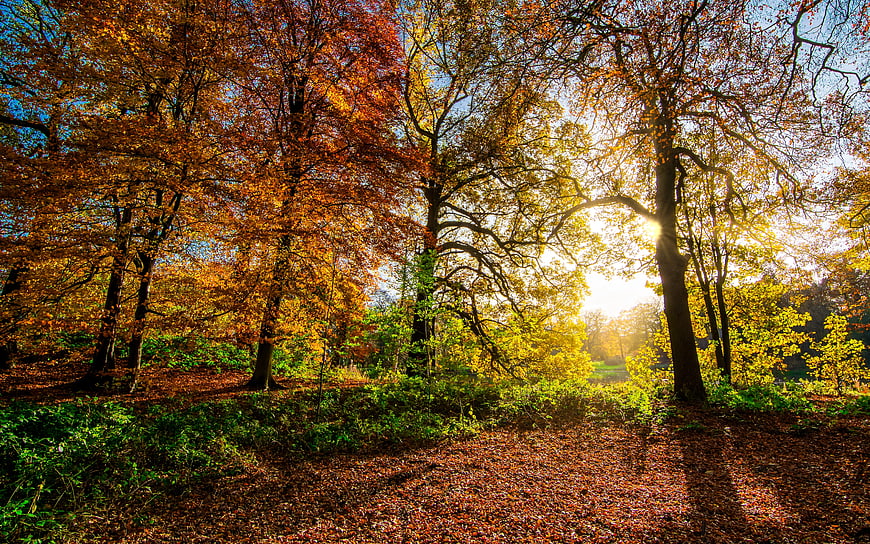 Sunlight streaming through vibrant autumn trees in a forest landscape