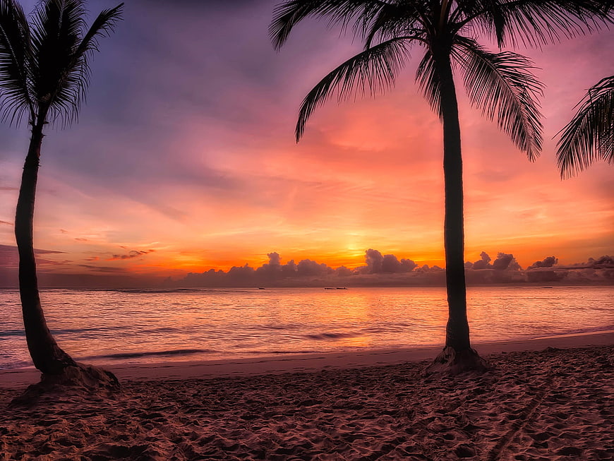 Tropical Beach Sunset with Palm Tree Silhouettes