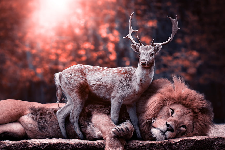 Surreal image of a deer standing on a sleeping lion in a forest