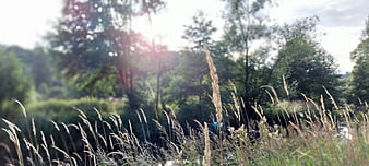 Sunlit tall grass and trees in a summer meadow