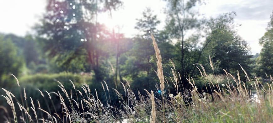 Sunlit tall grass and trees in a summer meadow