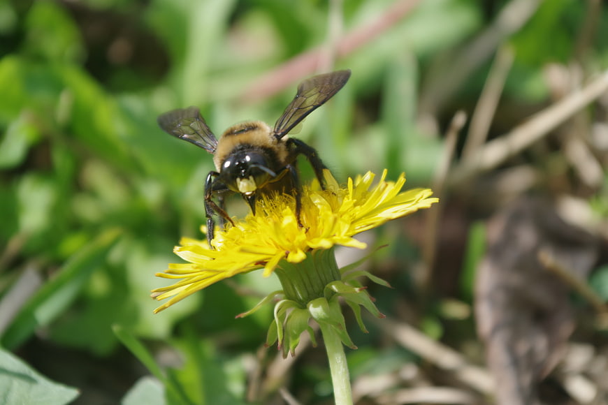 Carpenter Bee Pollinating Yellow Dandelion Flower